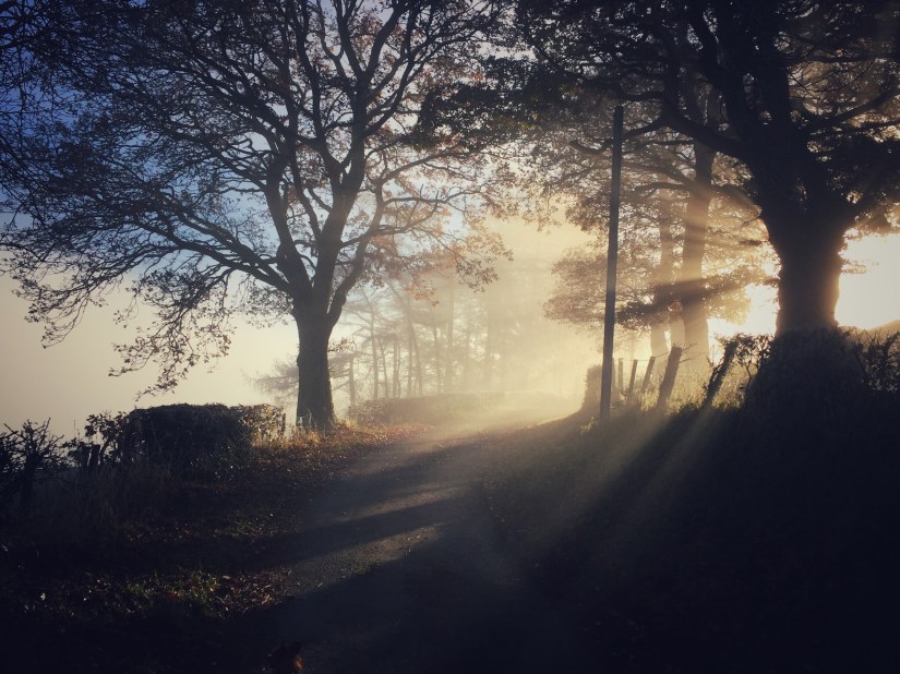 stocksnap_avp66l6gob