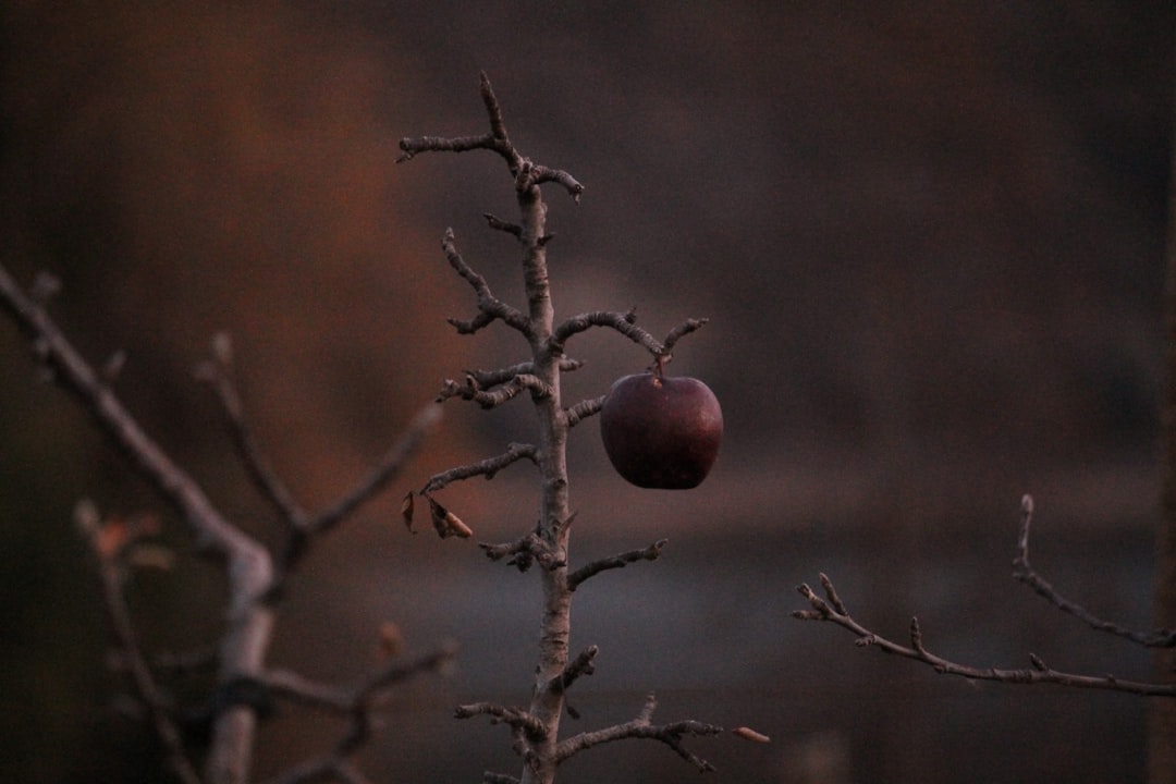 An apple tree with no leaves and a blurry background